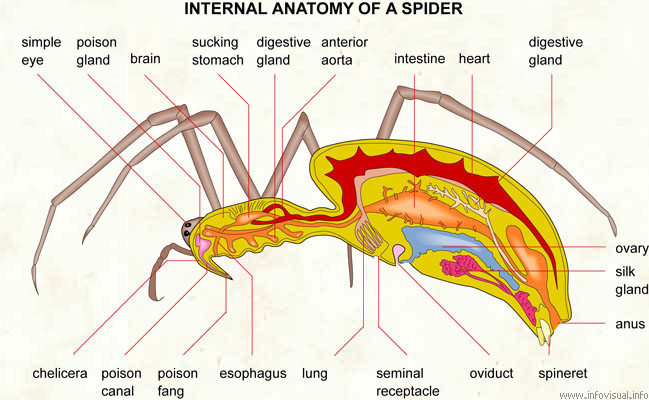 Internal anatomy of a spider  (Visual Dictionary)